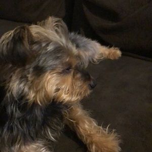 Meet your Posher, Danny